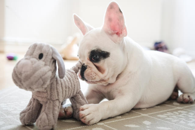 11 Of The Best Toys For Small Dogs