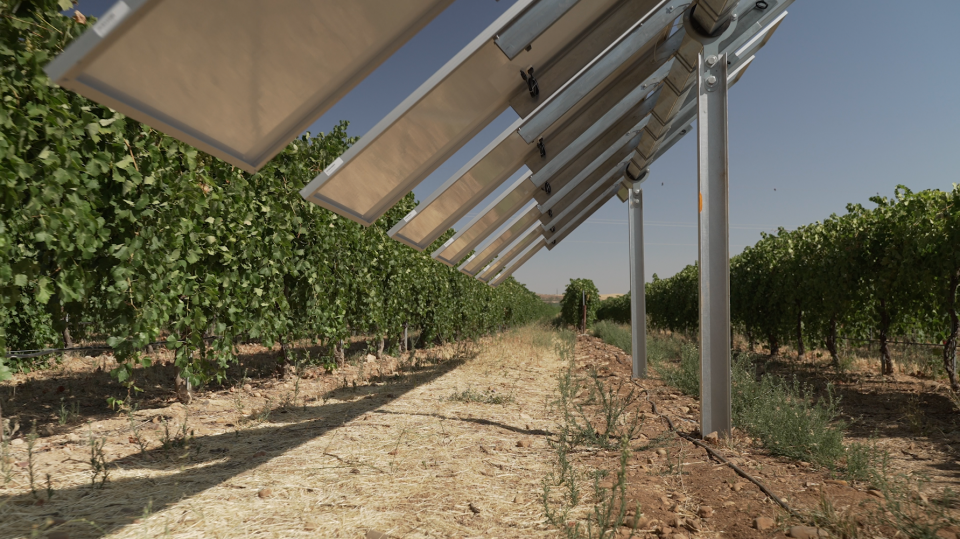 Slanting photovoltaic panels slope toward a row of vines.