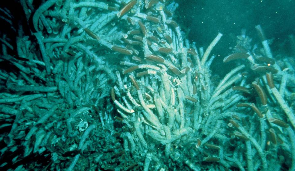 <p> Tubeworms are invertebrates that have long lifespans in the cold, stable environment of the deep sea. A 2017 study published in the journal The Science of Nature found that <em>Escarpia laminata</em>, a species of tubeworm living on the ocean floor in the Gulf of Mexico, regularly lives up to 200 years, and some specimens survive for more than 300 years. Tubeworms have a low death rate with few natural threats, such as a lack of predators, which has helped them evolve to have such long lifespans.  </p>