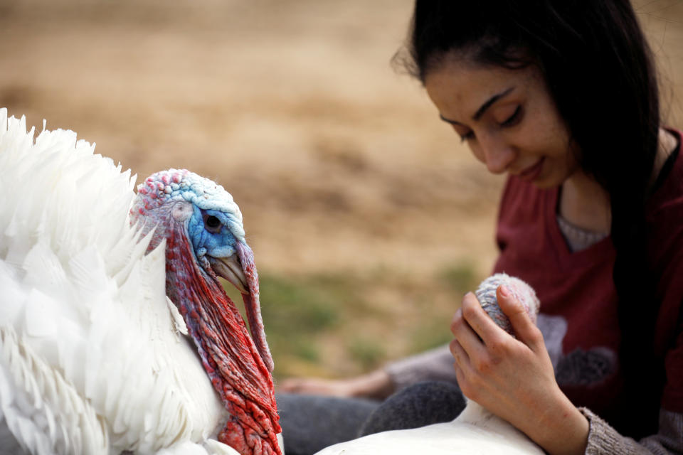 A turkey, named Yael, sits next to a volunteer at "Freedom Farm", which serves as a refuge for mostly disabled animals in Moshav Olesh, Israel. (Photo: Nir Elias/Reuters)              