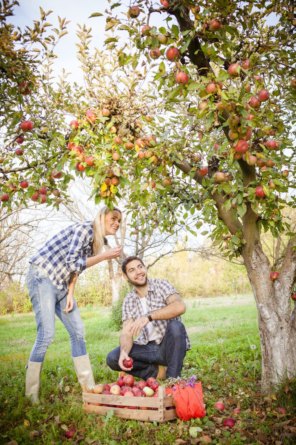 Pick Apples