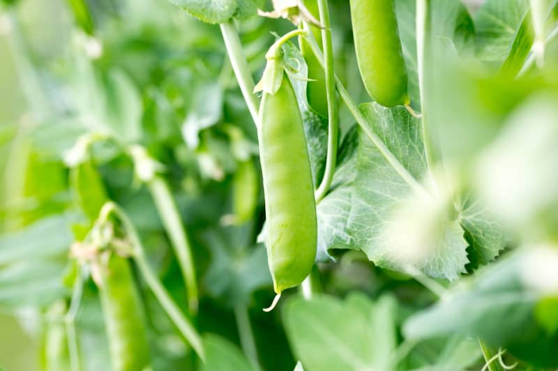 sugar snap peas on the vine