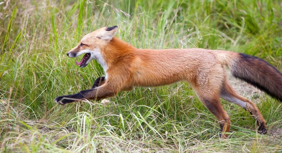 The fox running free in the habitat that was constructed for it at the Yukon Wildlife Preserve. Support came from all over the world. 