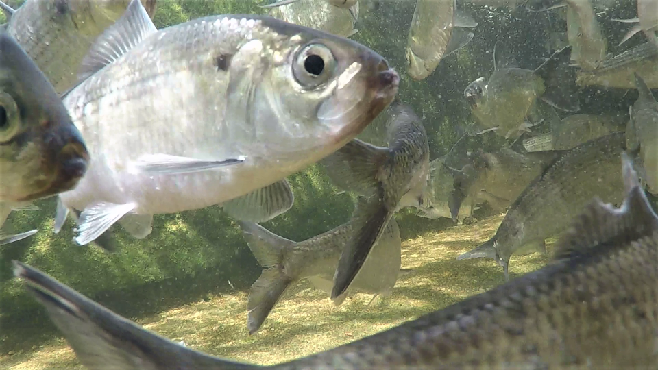 River herring face many predators, as well as manmade obstacles, as they head in from the ocean to spawn in Rhode Island rivers each spring.