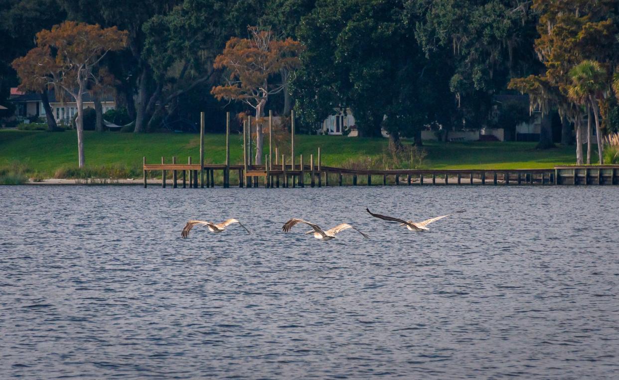 pelicans flying over St. Johns River | Florida