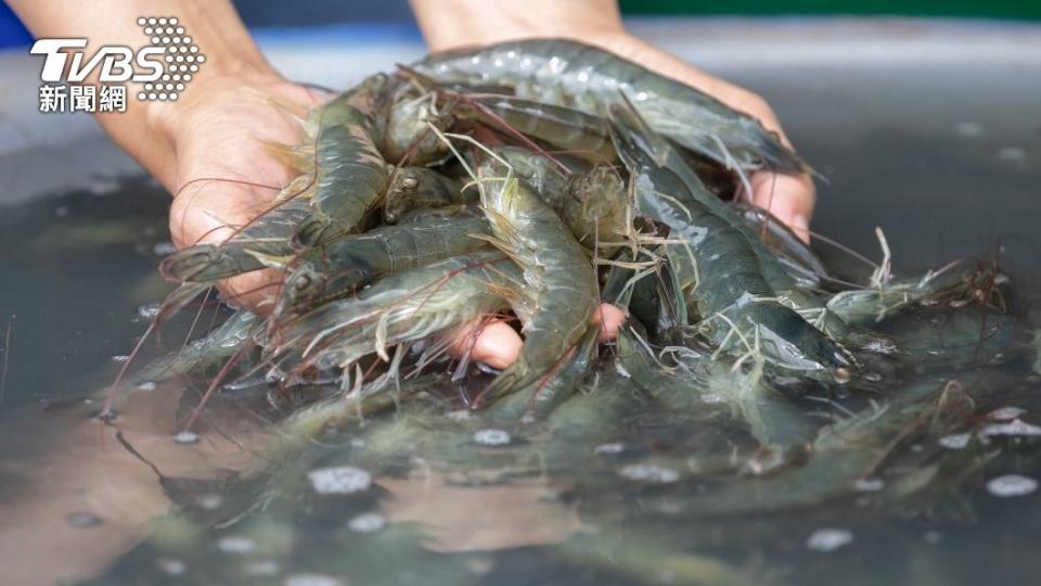 海洋中的重金屬汙染等毒素、汙染物、有害物質、環境荷爾蒙等也多會集中於蝦頭。