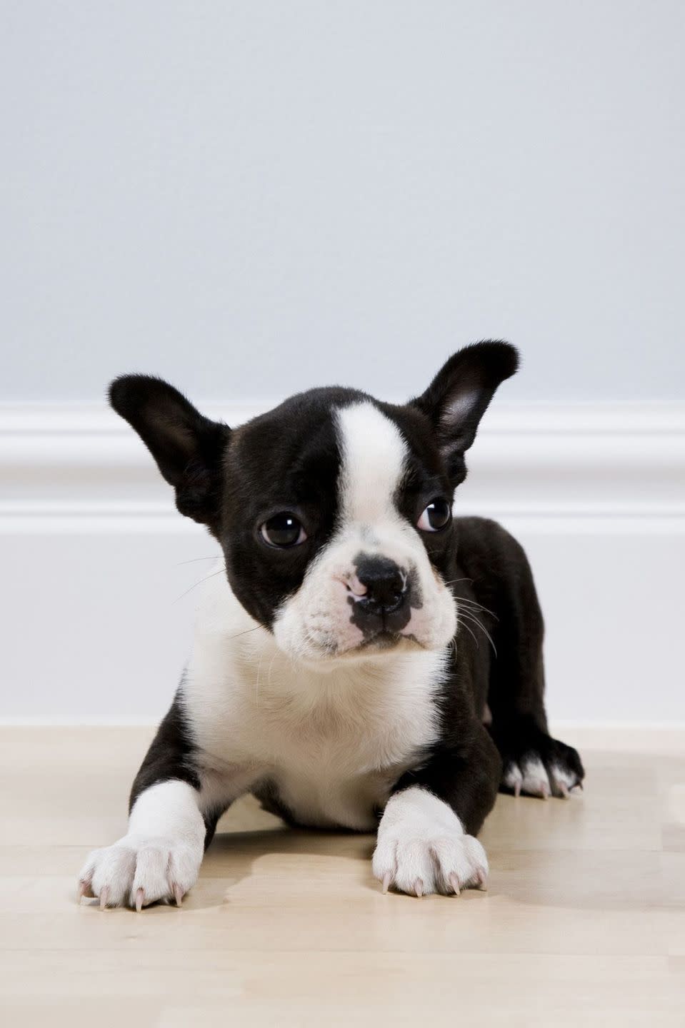 Boston Terrier