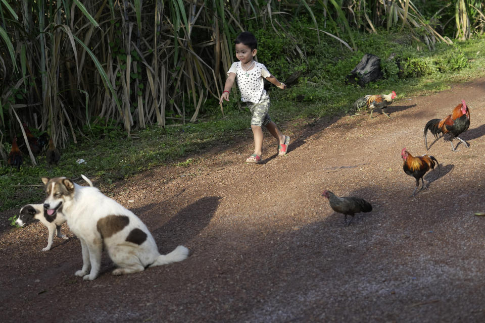 Thanathorn Sopha, son of Maliwan Lasopha who was killed in a knife and gun attack at The Young Children's Development Center, plays at his house after school in the rural town of Uthai Sawan, in Nong Bua Lamphu province, northeastern Thailand, Wednesday, Oct. 4, 2023. (AP Photo/Sakchai Lalit)