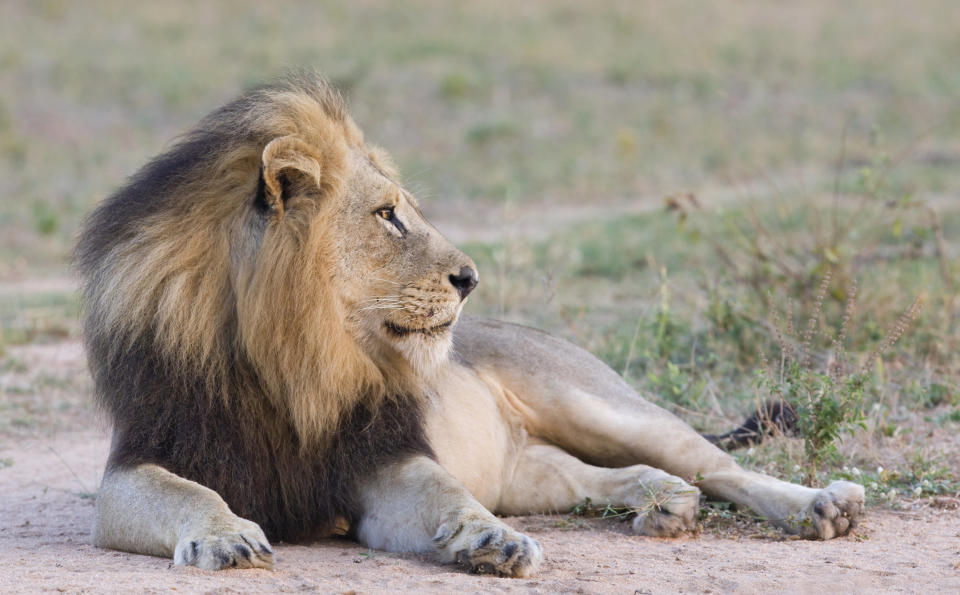 Lion lying down in dirt