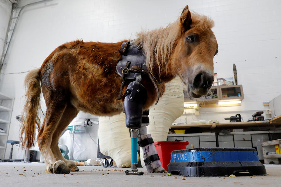 Three-legged mini horse’s prosthetic leg