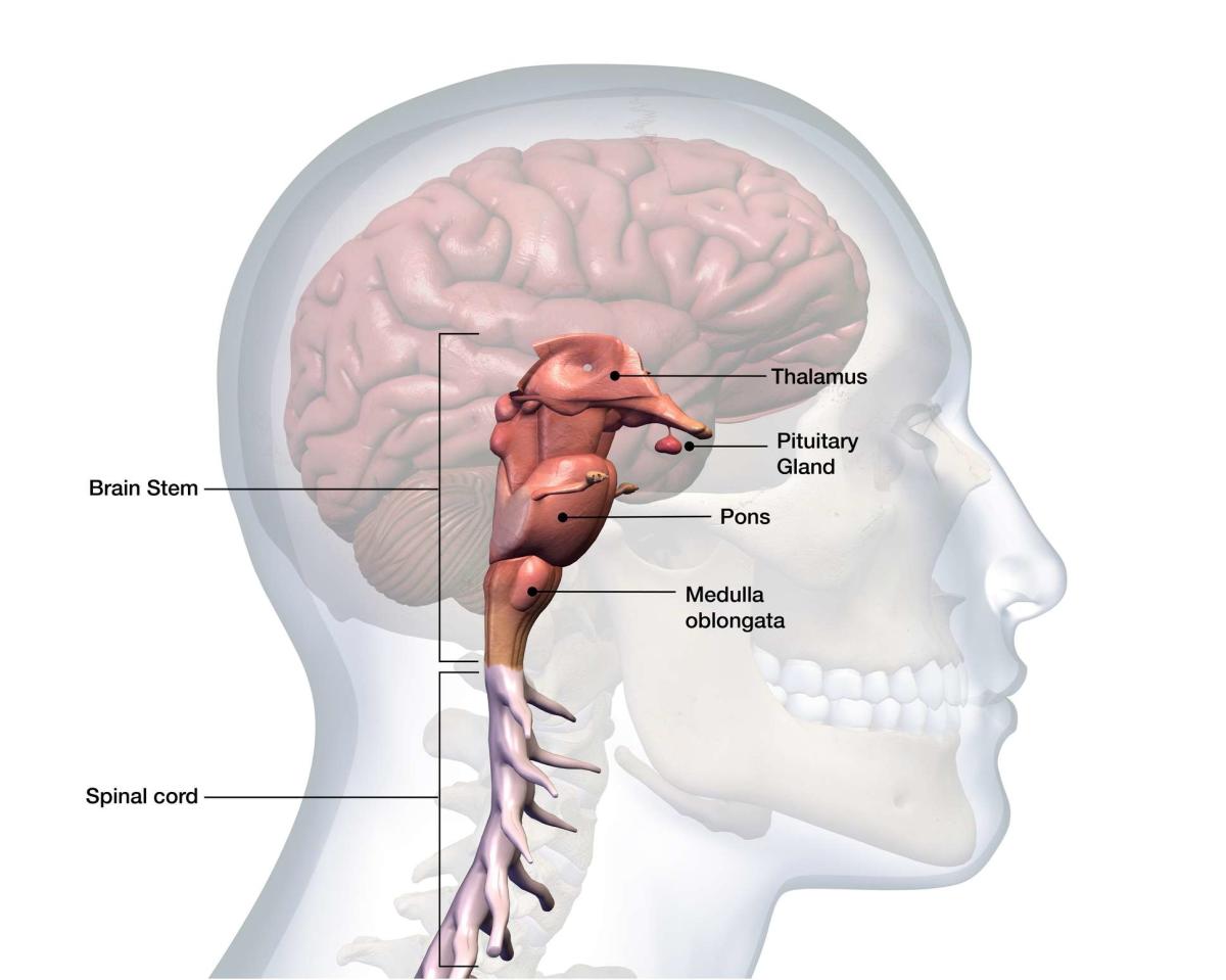 The Anatomy of the Medulla Oblongata