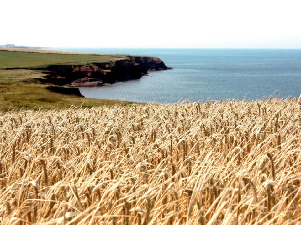 Shoreline Malting grows barley on several farms on P.E.I., and Island Malt House grows around the Maritimes. (Shoreline Malting - image credit)