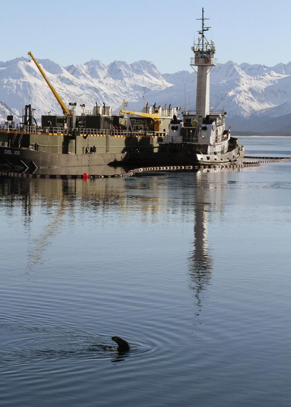 This photo taken Thursday, Feb. 27, 2014, in Valdez, Alaska, shows a sea otter in the bay near the ferry dock. The U.S. Geological Survey report released Friday, Feb. 28, 2014, concludes sea otters in Alaska's Prince William Sound have recovered to levels seen before the Exxon Valdez oil spill nearly 25 years ago. (AP Photo/Mark Thiessen)