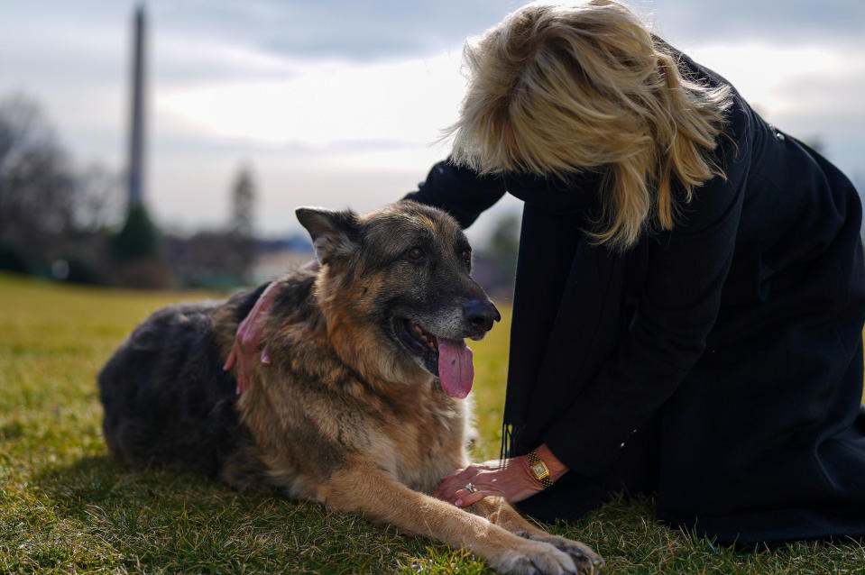 Champ, the Biden family dog, with first lady Jill Biden. / Credit: White House photo