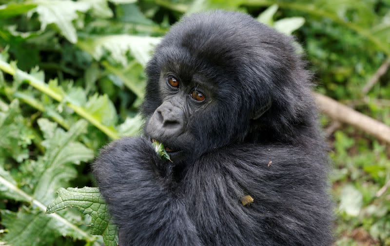 FILE PHOTO: An endangered baby high mountain gorilla from the Sabyinyo family eats inside the forest within the Volcanoes National Park near Kinigi