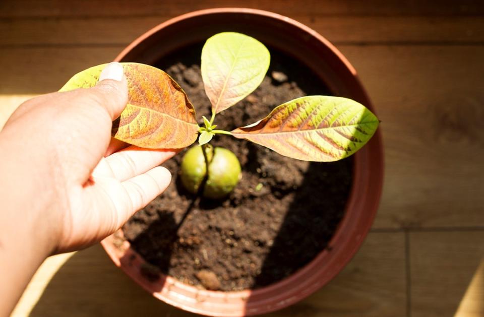 Person touching brown leaf on potted avocado houseplant.