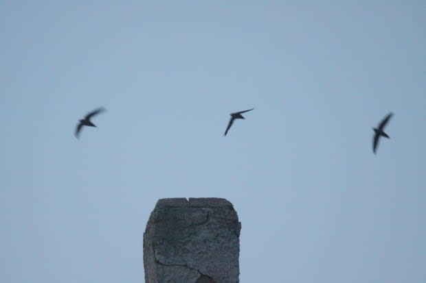 Chimney swifts will spend the next couple of weeks looking for a place to build their nests after returning to the Maritimes from their wintering spots in South America. (Tim Poole - image credit)