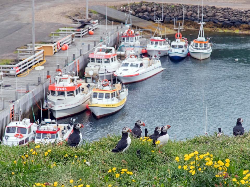 Atlantic puffins on a cliff top with boats in the background in Iceland in 2020.