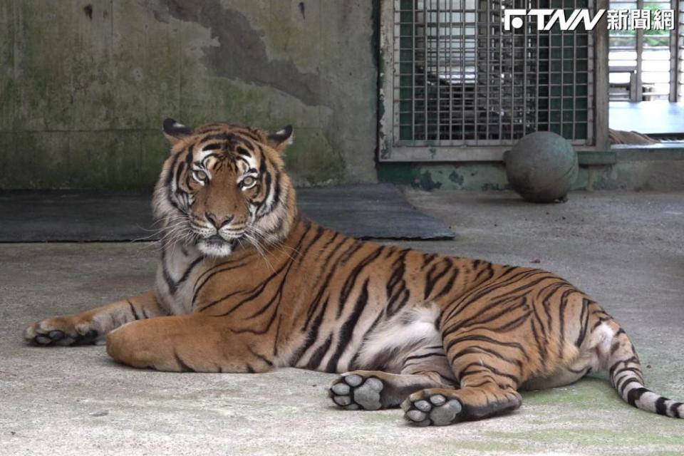 馬來虎（圖／台北市立動物園提供）