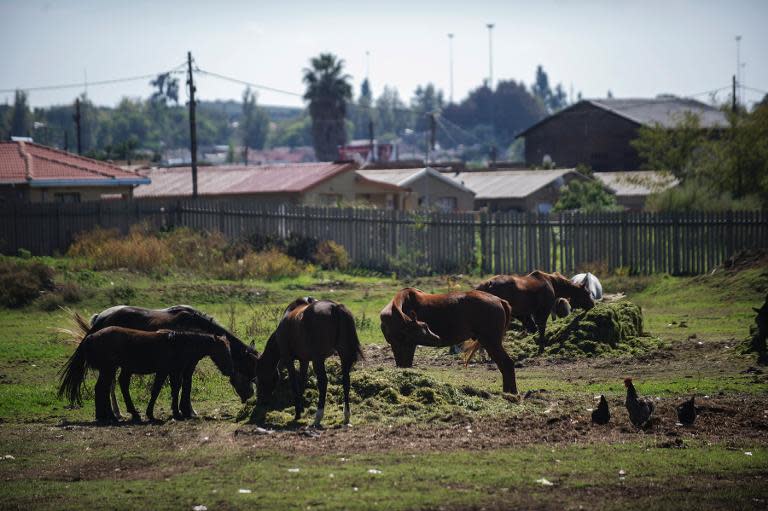 Horses graze in a field bakdropped with Soweto houses at the Equestrian Center on April 15, 2014