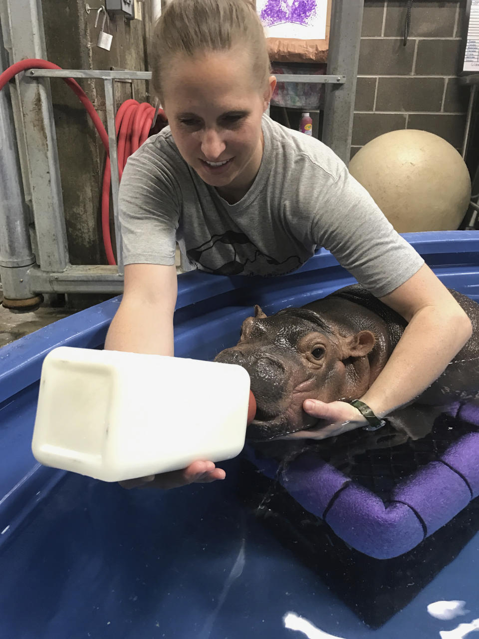 In this Thursday, March 23, 2017, photo provided by the Cincinnati Zoo & Botanical Garden, Wendy Rice, the zoo's head keeper of Africa, feeds a bottle to a baby Nile hippopotamus born prematurely in January and named Fiona, in the hippo's enclosure at the zoo in Cincinnati. The zoo says the female hippo, which weighed 29 pounds at birth and is the first Nile hippo born at the zoo in 75 years, is getting more independent and now tops 100 pounds (45.36 kilograms), meaning her days of napping on her human caretakers' laps are dwindling. (Angela Hatke/Cincinnati Zoo & Botanical Garden via AP)