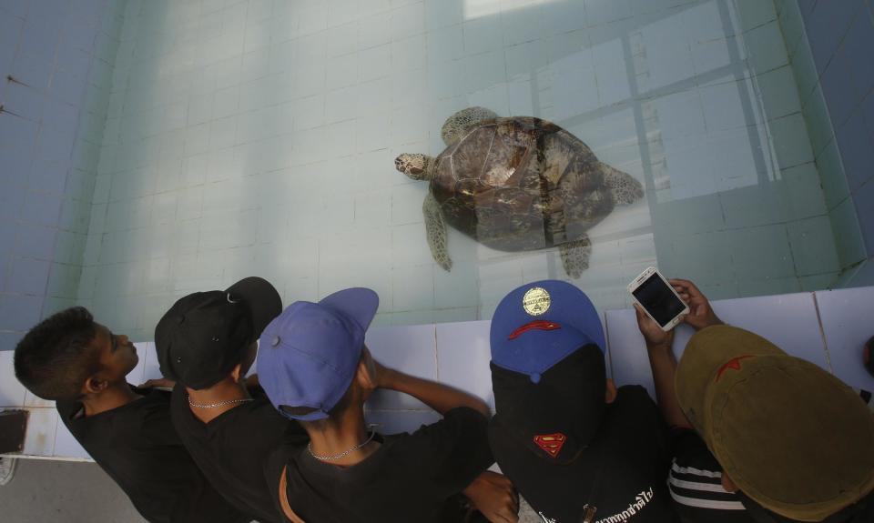 In this Friday, March 3, 2017 photo, young visitors watch the female green green turtle nicknamed "Bank" swim in a pool at Sea Turtle Conservation Center n Chonburi Province, Thailand. Veterinarians operated Monday, March 6, 2017, on "Bank," removing less than 1,000 coins from the endangered animal. Her indigestible diet was a result of many tourists seeking good fortune tossing coins into her pool over many years in the eastern town of Sri Racha. (AP Photo/Sakchai Lalit)