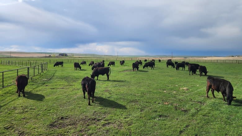 Bulls in the north pasture