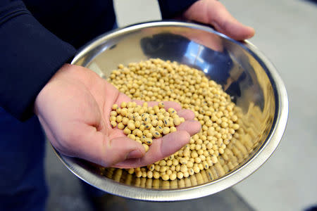 A sample of clean, processed soybeans at Peterson Farms Seed facility in Fargo, North Dakota, U.S., December 6, 2017. Photo taken December 6, 2017. REUTERS/Dan Koeck