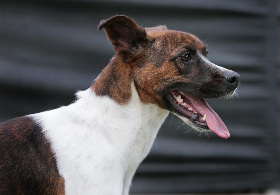 El Paso Animal Services will offer free adoptions this weekend as part of its Dog Days of Summer campaign.