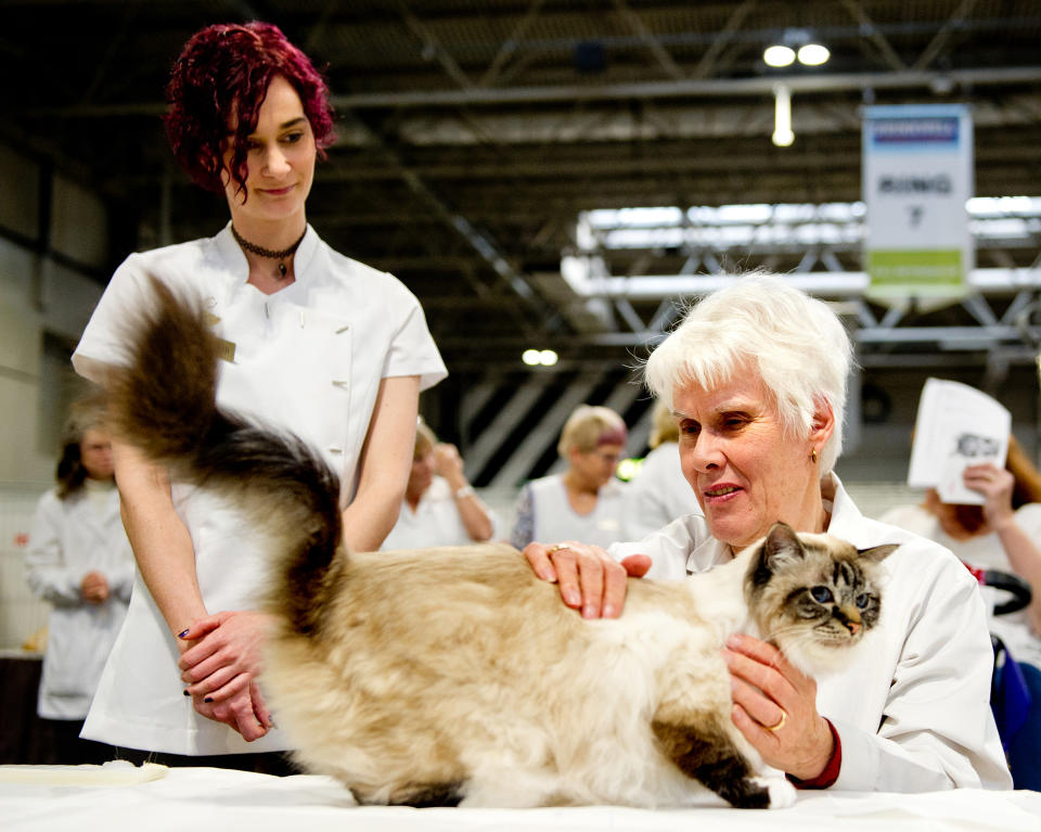 <p>Cat participates in the GCCF Supreme Cat Show at National Exhibition Centre on October 28, 2017 in Birmingham, England. (Photo: Shirlaine Forrest/WireImage) </p>