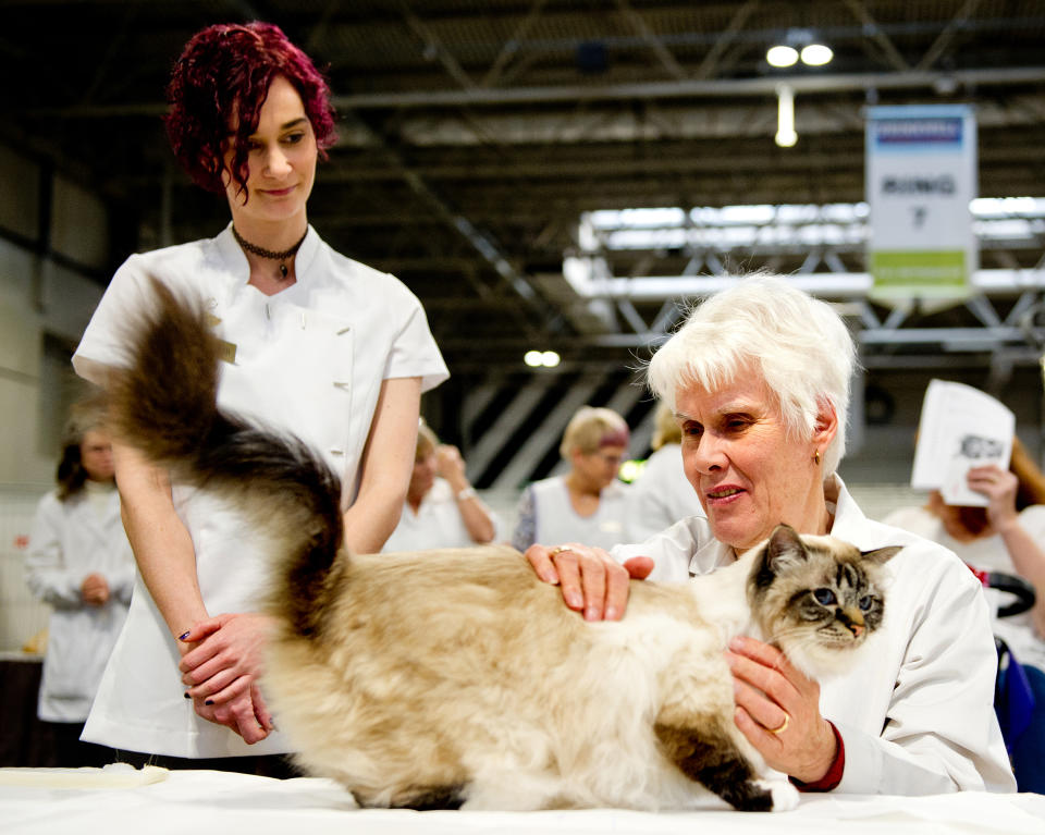 The Supreme Cat Show 2017