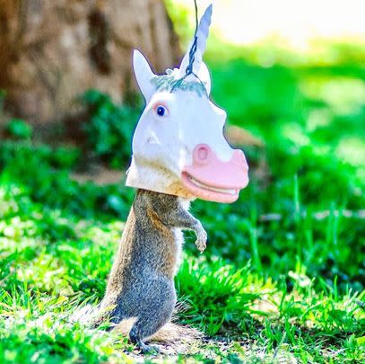 A unicorn head squirrel feeder