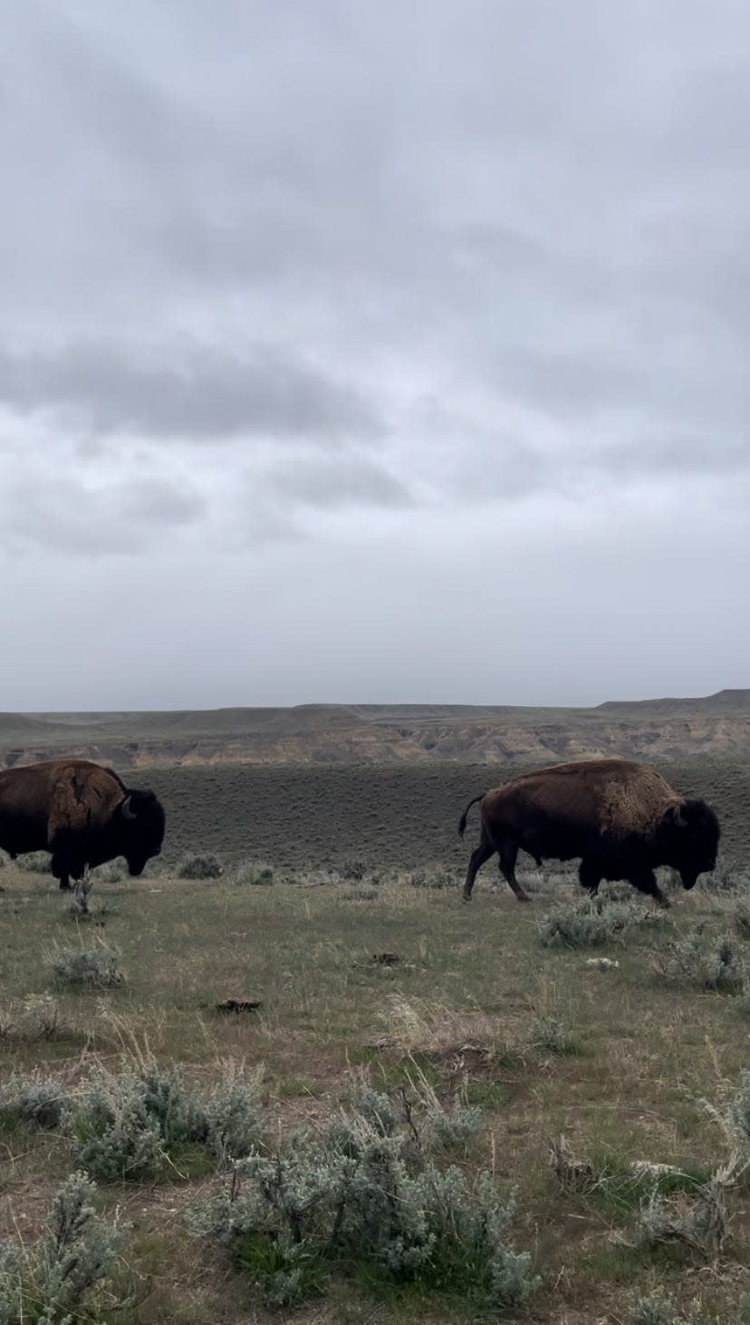 Buffalo munch on grass on the Wind River Indian Reservation