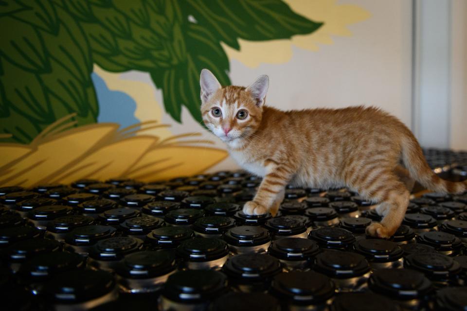 LD is the new brewery cat at Gaston Brewing Company, Friday, Oct. 6, 2023.