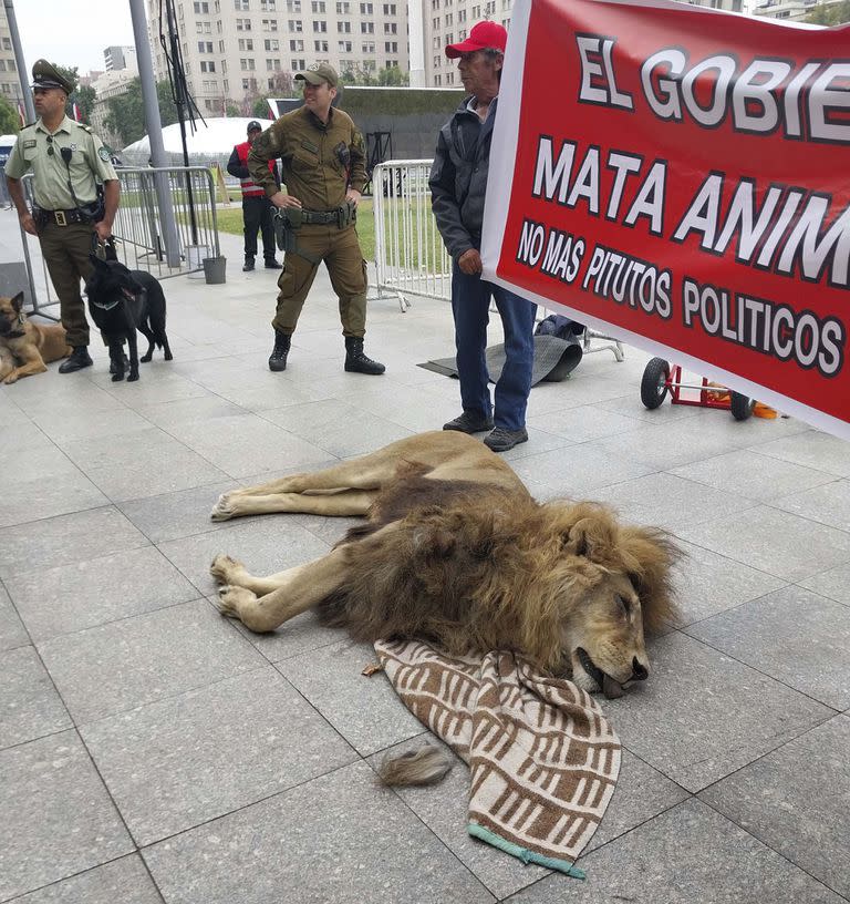 El cuerpo del león Zeus, de 14 años, yace afuera del palacio presidencial de La Moneda