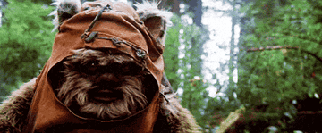 Ewok looks confused