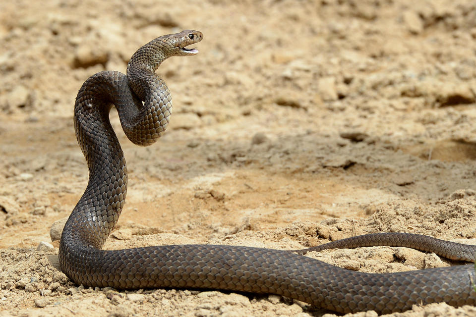 This photo taken on September 25, 2012 shows a deadly Australia eastern brown snake -- which has enough venom to kill 20 adults with a single bite -- in the Sydney suburb of Terrey Hills.  / Credit: WILLIAM WEST/AFP via Getty Images