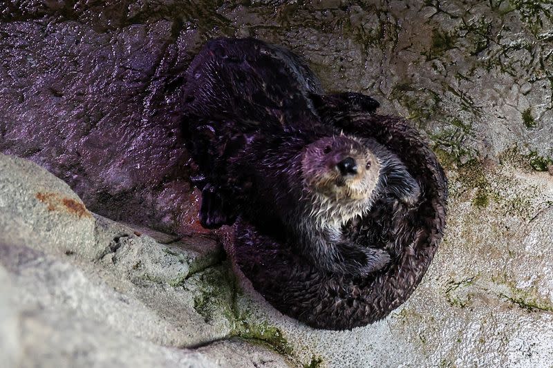 Sea Otters at the Aquarium of the Pacific, in Long Beach