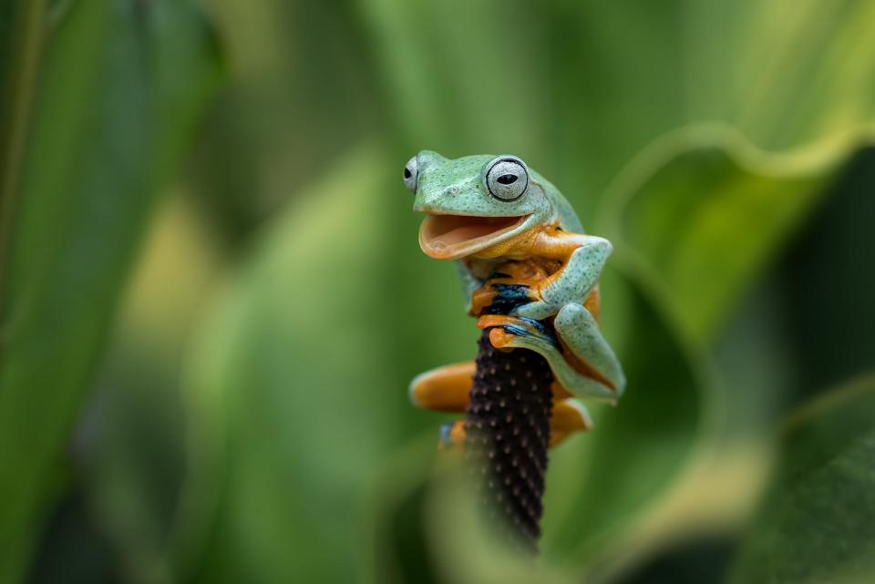A frog sits on top of a leaf.