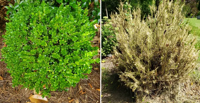 Box tree moths do their damage on boxwood plants, which are common outside of homes and other buildings.