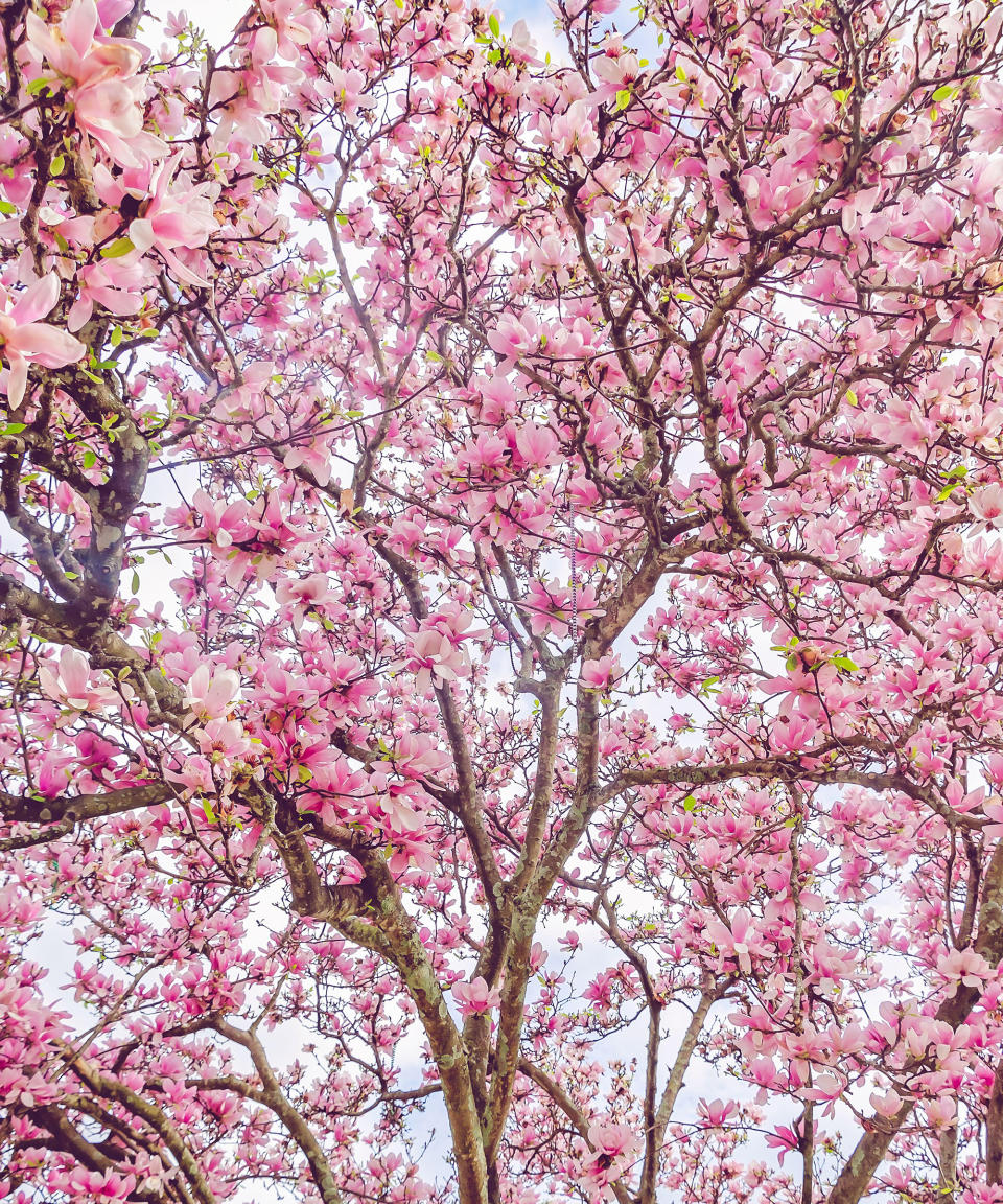 The pink blossom of a saucer magnolia tree