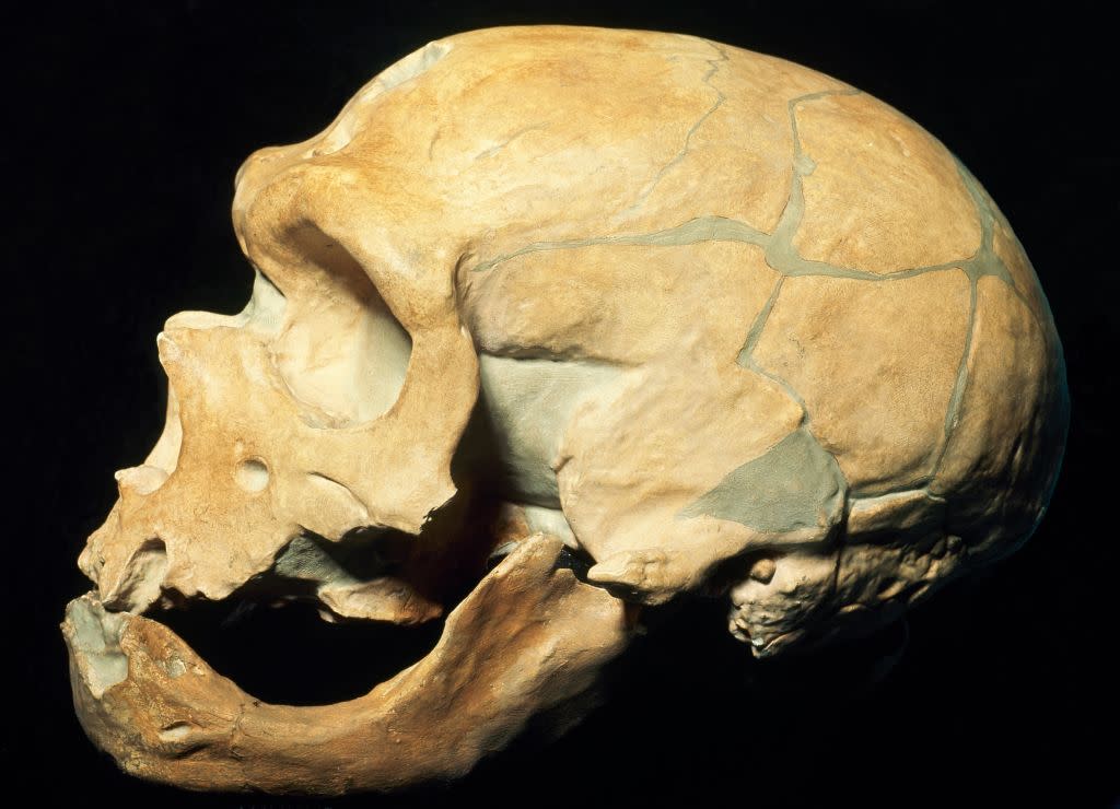 Neanderthal skull