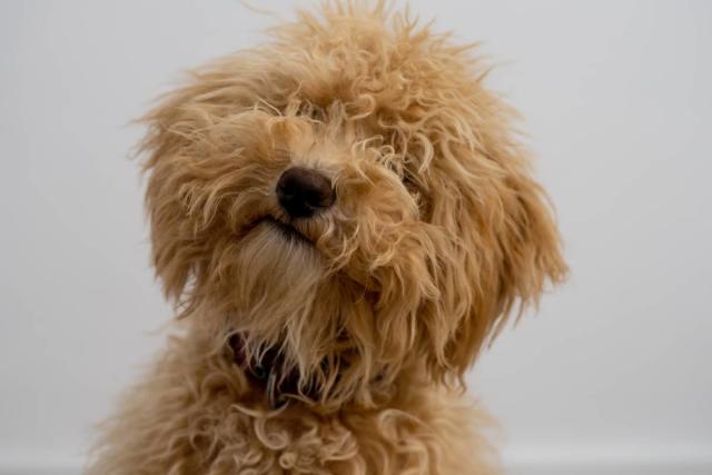 Golden Doodle Who Loves Being Held Like a Kid Is Capturing Hearts