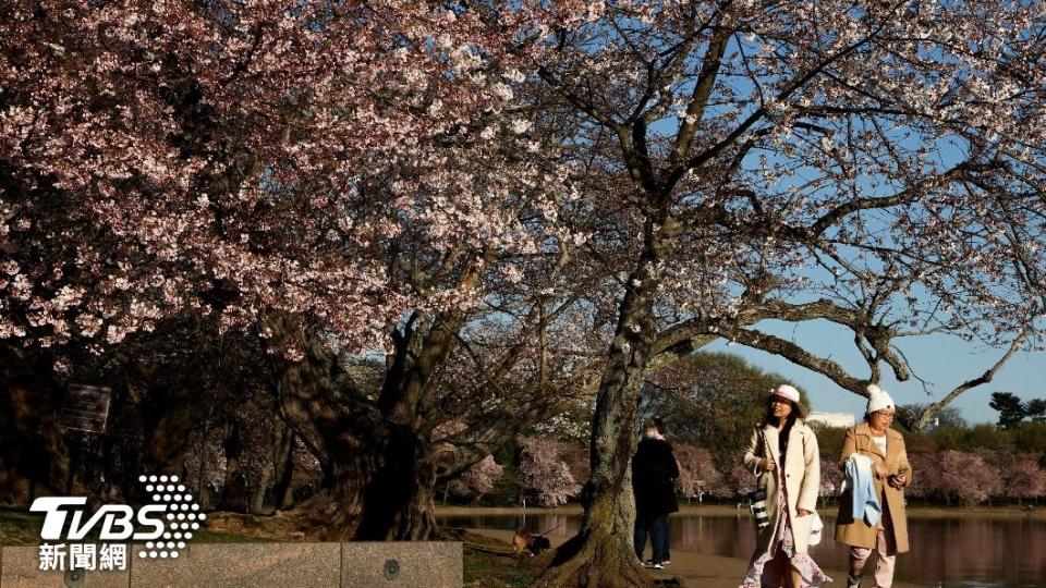 遊客漫步在潮汐湖邊公園賞櫻。（圖／達志影像路透社）