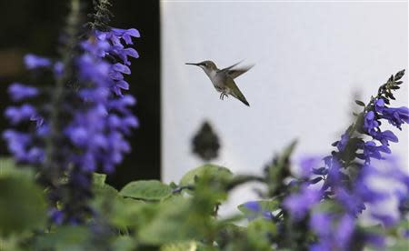 A hummingbird flies before U.S. President Barack Obama delivers remarks in the Rose Garden of the White House in Washington, October 1, 2013. REUTERS/Larry Downing