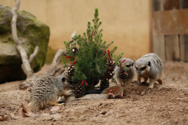 Animals enjoy Christmas at London Zoo