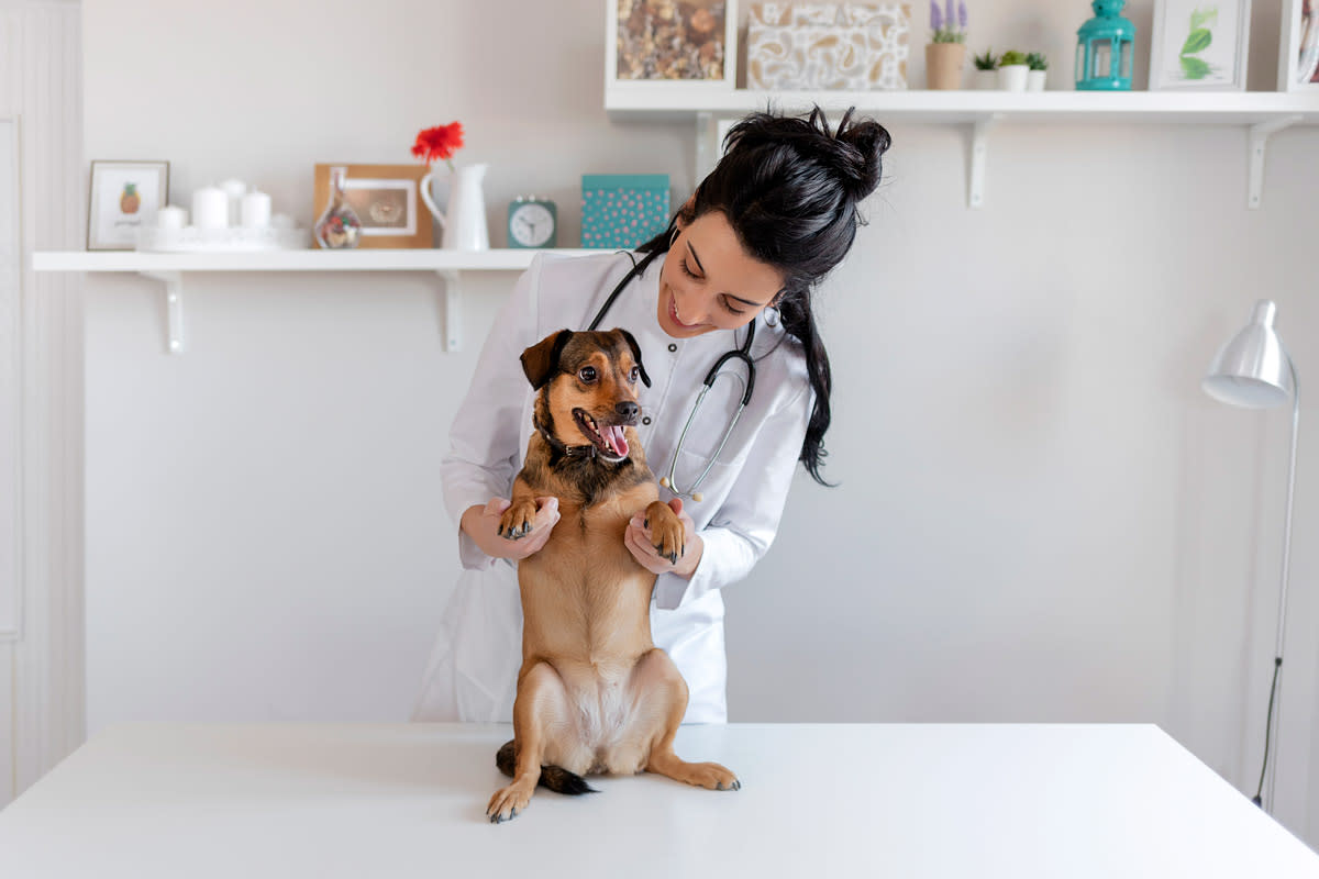 A vet interacts with a dog at her office. 