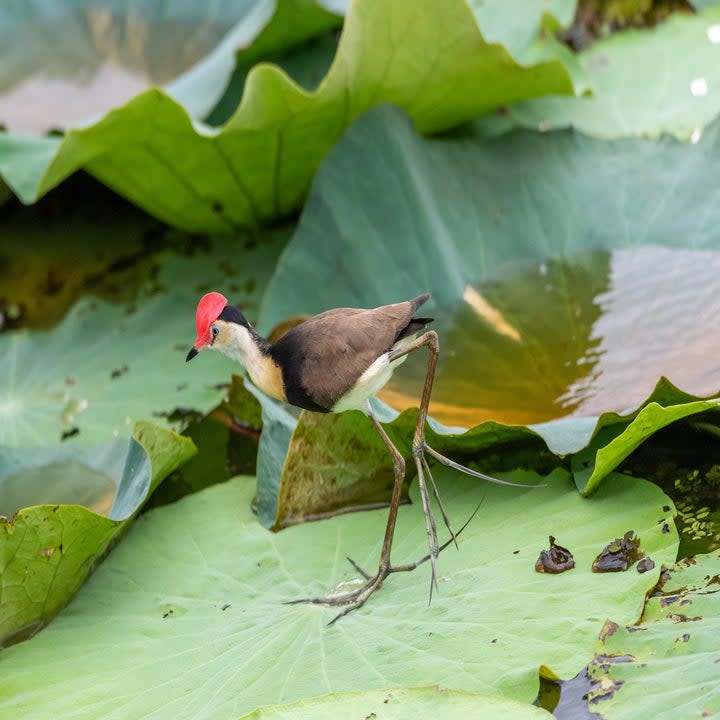 A jacana bird with oddly long toes that look like large spiders