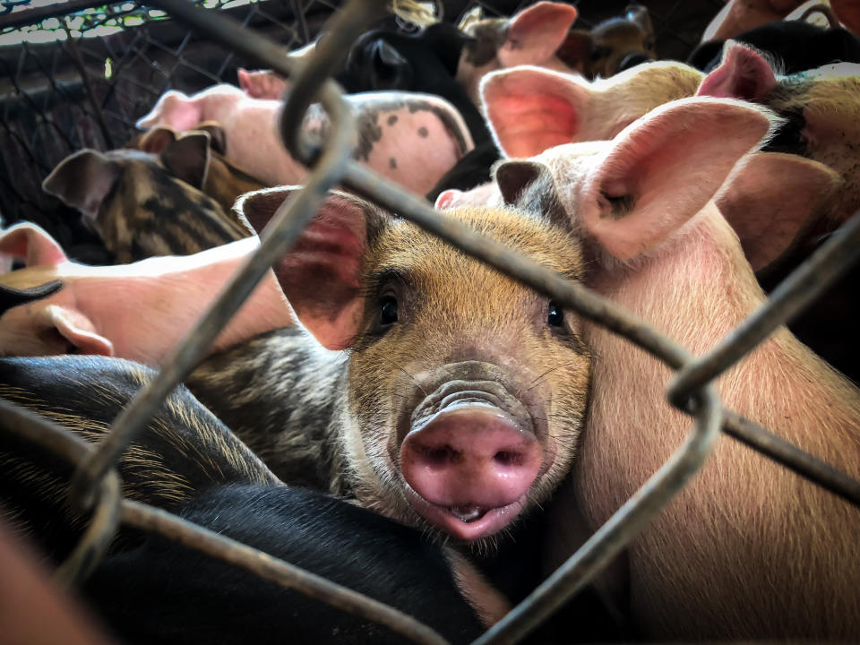 Amid global species decline, livestock numbers are growing. Industrial farming is a major contributor to climate change. (Photo: N_u_T via Getty Images)