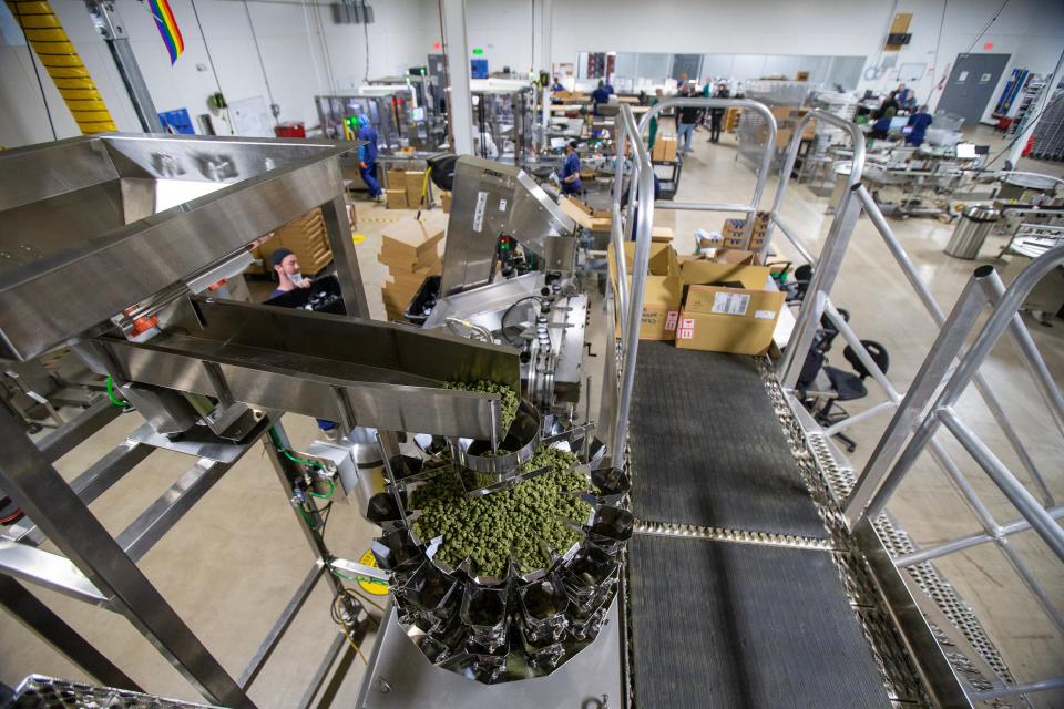 Buds of marijuana flower are funneled onto an assembly line in the packaging area of Verano's cannabis cultivation center in Readington.